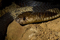 Egyptian Snouted Cobra (Naja annulifera) on rock, Captive, from South East Africa