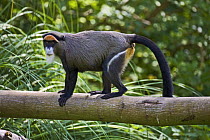 Female De Brazza's Monkey (Cercopithecus neglectus) standing on branch, Captive, occurs from Cameroon to Ethiopia and Kenya to Angola