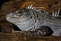 Male Utila Spiny-tailed Iguana (Ctenosaura bakeri), Captive, found Utila Island (near Honduras), Critically Endangered Species