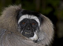 Moloch / Silvery Gibbon (Hylobates moloch) portrait, Captive, found Western Java, Critically Endangered Species