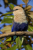 Blue bellied roller (Coracias cyanogaster) perched on branch, Captive, found Senegal / Gambia east to Sudan