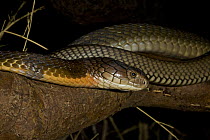 Female King Cobra (Ophiophagus hannah), Captive, found South East Asia