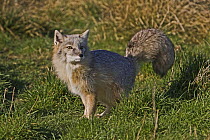 Male Corsac Fox (Vulpes corsac) in winter coat, Captive, found South East USSR and Afghanistan to Mongolia