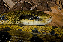 Taiwan Beauty Snake (Elaphe taeniura friesei) portrait, Captive, found Taiwan