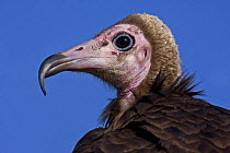 Hooded Vulture (Necrosyrtes monachus), Captive, found Sub-Saharan Africa