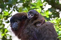 Male Red titi monkey (Callicebus cupreus) carrying baby, Captive, found in Brazil/Peru