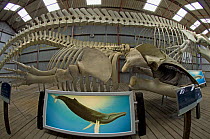 An exhibit of whale skeletons at Whale World, an old whaling station in Albany, Western Australia