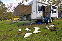 Birds feeding on seed by a caravan, The Lakeside Caravan Park, Halls Gap, The Grampians, Victoria, Australia, Property Released