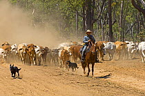 Cattle herded by dogs and people on horses, Cape York, Queensland, Australia