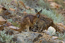 Common Wallaroo / Euro (Macropus robustus)  standing on rocky hill near gorge, Simpsons Gap, West MacDonnell National Park, Northern Territory, Australia