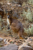 Common Wallaroo / Euro (Macropus robustus)  standing on rocky hill near gorge, Simpsons Gap, West MacDonnell National Park, Northern Territory, Australia