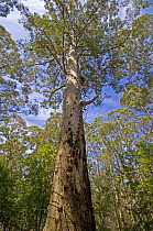 A large Karri tree (Eucalyptus diversicolor) called The Gloucester Tree, a fire lookout tree, with three people climbing, Gloucester National Park, Pemberton, Western Australia