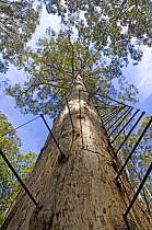 Ladder for climbing up a large Karri tree (Eucalyptus diversicolor) called The Gloucester Tree, a fire lookout tree, Gloucester National Park, Pemberton, Western Australia