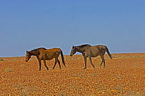 Brumby (Equus caballus) feral horses, Muloorina Station, Sturt Stony Desert, South Australia