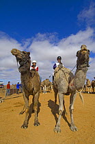 Two camels with riders at the International Australasian Marree Camel Races which forms part of a camel race circuit throughout the outback, Marree, South Australia, 2007
