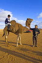 Camel with rider at the International Australasian Marree Camel Races which forms part of a camel race circuit throughout the outback, Marree, South Australia, 2007