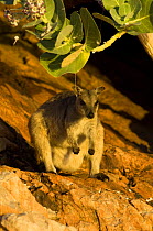 Short-eared Rock Wallaby (Petrogale brachyotis brachotis) on rocks, on an island in Lake Argyle, Western Australia