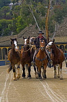 Man riding a horse with four others, Sovereign Hill (open-air museum) replicates a gold rush town in Victoria, Ballarat, Victoria, Australia, Model Released. Property Release, Restrictions: Editorial...