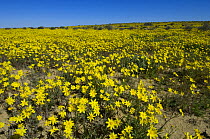 Wild daisies blooming along side the Innamincka end of the Strzelecki Track, Strzelecki Desert, South Australia