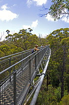 The Valley of the Giants Tree Top Walkway over the canopy of a tingle forest, between Walpole and Denmark, Western Australia