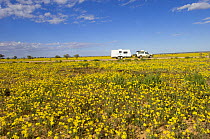 Wild daisies blooming along side the Innamincka end of the Strzelecki Track, Strzelecki Desert, South Australia