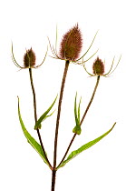 Common teasel (Dipsacus fullonum) Scotland, UK meetyourneighbours.net project