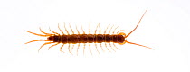 Common centipede (Lithobius forficatus) from above, Scotland, UK meetyourneighbours.net project