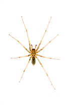 House spider (Tegenaria saeva) Scotland, UK meetyourneighbours.net project