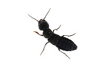 Devil's coach horse beetle (Ocypus olens) Scotland, UK meetyourneighbours.net project