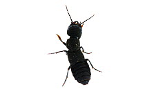Devil's coach horse beetle (Ocypus olens) Scotland, UK.  meetyourneighbours.net project