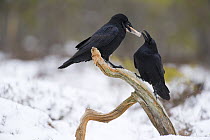 Common ravens (Corvus corax) courtship, male presenting gift to female, Estonia