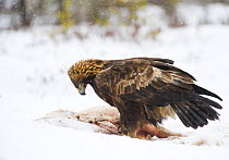 Golden eagle (Aquila chrysaetos) feeding on a carcass, Estonia