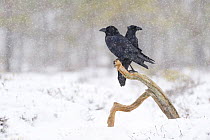 Common raven {Corvus corax} pair in snow, Estonia