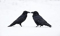 Common raven (Corvus corax) pair courting, Estonia