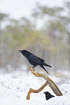 Common raven (Corvus corax) perched calling on branch in snow-covered bog, calling, Estonia