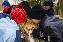 A group of Estonian school children pretending to be beavers by gnawing tree trunk that beavers had felled, Tartumaar, Estonia