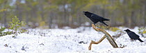 Courting Common ravens (Corvus corax), Estonia