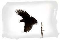 Common raven (Corvus corax) in flight, Estonia