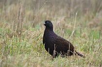 Black Pheasant (Phasianus colchicus) melanistic variant form of common Pheasant, female, Wirral, UK, January