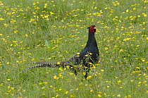 Black Pheasant (Phasianus colchicus) melanistic variant form of common Pheasant, male, Wirral, UK, June