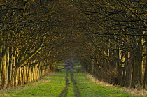 Tree lined country track in winter, Wirral, Cheshire, UK, January 2008
