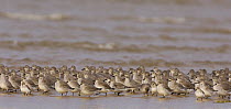 Dunlin (Calidris alpina) flock on the foreshore, Dee Estuary, Wirral, December