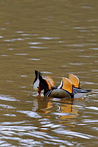 Mandarin duck (Aix galericulata) drake on water, Wirral, UK, April