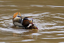 Mandarin Duck (Aix galericulata) drakes exhibiting homosexual behaviour, Wirral, UK, April
