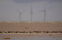 Oystercatcher flock (Haematopus ostralegus) roosting on a beach at low tide with windfarm in the background, Hoyle Bank, Wirral, UK, December 2007