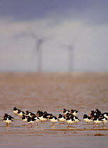 Oystercatcher flock (Haematopus ostralegus) roosting on a beach at low tide with windfarm in the background, Hoyle Bank, Wirral, UK, December 2007