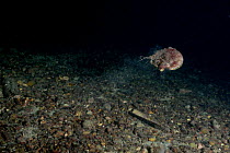 Giant scallop (Pecten maximus) swimming, Cardigan Bay, Wales, UK, November