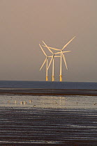 Offshore windfarm in the Dee Estuary, Wirral, Merseyside, UK, December 2007 with Shelduck (Tadorna tadorna) and Oystercatcher (Haematopus ostralegus) in the foreground.