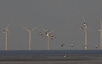 Offshore windfarm at low water, Wirral, UK, December 2007, with flock of Shelduck (Tadorna tadorna) flying past.