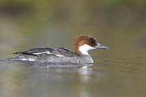 Female Smew (Mergus albellus) on water, Clwyd, Wales, UK, March. Photographed on land where wild and captive birds coexist.